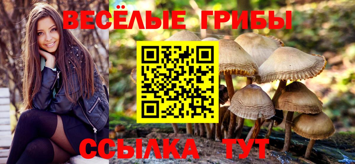 Галлюциногенные грибы Psilocybe  Вход с VPN  продажа наркотиков  Королёв 